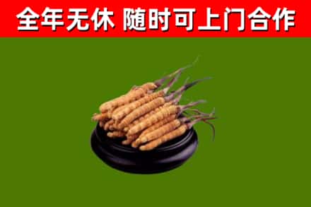 耒阳市回收冬虫夏草