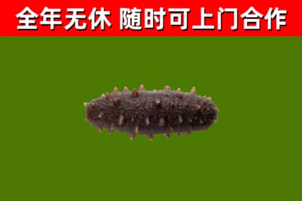 耒阳市回收海参干